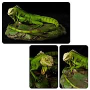 Cold-Blooded Collectibles Green Iguana Statue Sculpture
